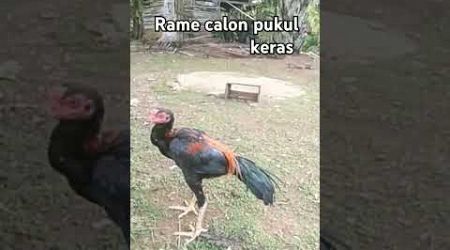 amunisi Ayam Bangkok super #ayam #ayambangkokindonesia #shortvideo