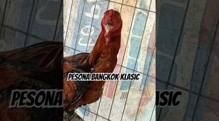 Pesona Ayam Bangkok Klasic #ayambangkokindonesia #pecintaayam #ayamkampungsolo