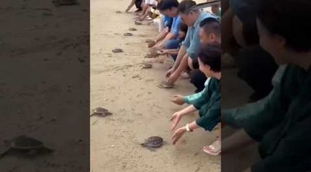 Baby tortoise race in thailand