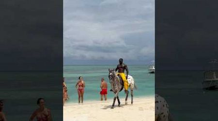 African giant spotted at beach 