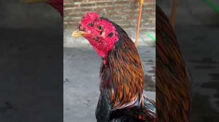 Ayam Bangkok #trending #subscribe #chiken #youtubeshorts