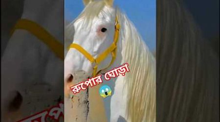 World most beautiful horse 