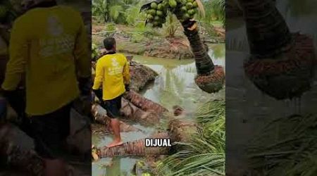 Bisnis Pertanian Pohon kelapa di Thailand #tutorialberkebun #pertanianmodern #kelapawulung