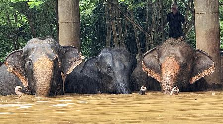 Severe flooding forces elephants to evacuate to safety