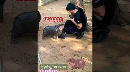 #funny #comedy #jokes #หมูเด้ง #thailand #สวนสัตว์เปิดเขาเขียว #ฮิปโปแคระ#moodeng #pygmyhippo