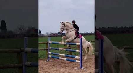 compilation of Ivy &amp; Ace enjoy #horse #equestrian #horselover #showjumping #horseriding #popular