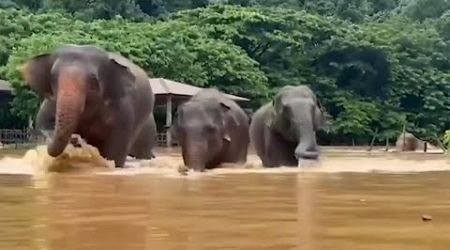 Around 100 elephants rescued from floods in northern Thailand