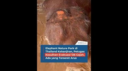 Elephant Nature Park di Thailand Kebanjiran, Petugas Kesulitan Evakuasi 126 Gajah, Ada yangTerseret