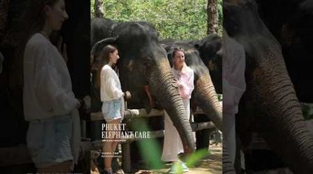 Phuket elephant care (Naithon Camp) #phuketelephantcare #elephant #phuketthailand #ช้างภูเก็ต