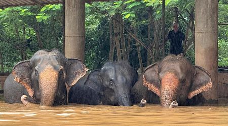 Floods inundate Thailand's tourist city of Chiang Mai, strand elephants