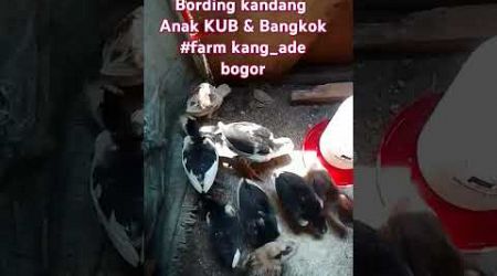 Bordong Anak Ayam KUB &amp; Bangkok