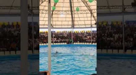 Dolphin show phuket