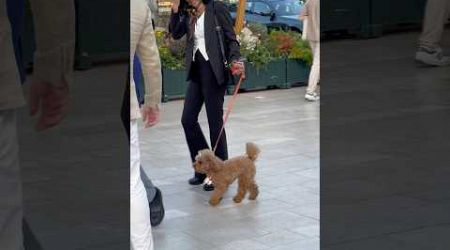 Doggy Lifestyle in Monaco #doglover #dogs #lifestyle #monaco #luxurylife