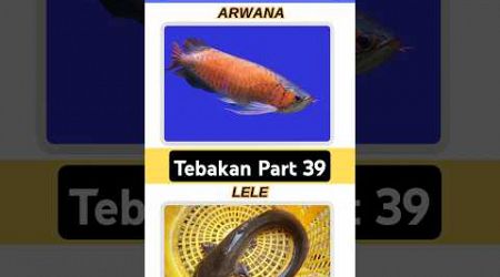 TEBAKAN #shortvideo #shorts #viralvideo #viralshorts #education #animals #quiz #tebaktebakan #hewan