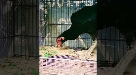 Ayam bangkok klasik lar kumbang 