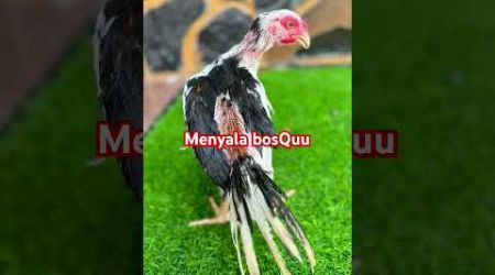 Bangkok #pecintaayam #chicken #hobyayam #anakanayam #memes #ayam #funny #ayamalas #viralshort