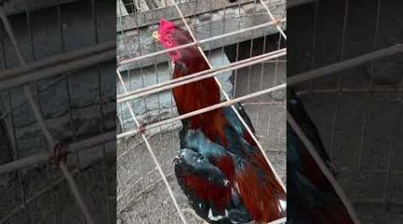 Ayam Bangkok Petarung yang Bagus