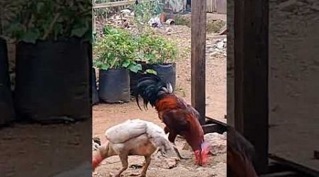 Ayam Bangkok vs ayam pelung #shortsvidio #shortsvideoviral #shorts