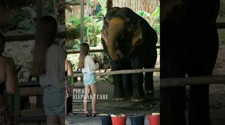 Phuket elephant care (Naithon Camp) #phuketelephantcare #elephant #phuketthailand #ช้างภูเก็ต