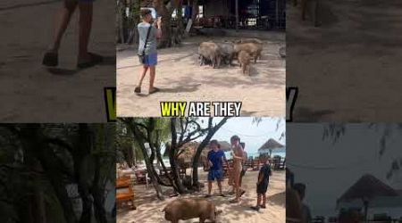 Why Tourists Flock to Pig Island in Koh Samui, Thailand