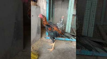 Ayam Bangkok ekor lidi usia 5 bulan