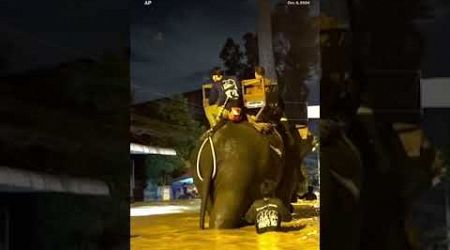 Rescuers use elephants to navigate flooded Thai streets - ABC News