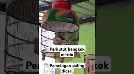 Perkutut Bangkok suara merdu #perkutut #perkututpikatbangkok #perkututbangkokjuaranasional #burung