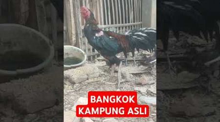 BANGKOK KAMPUNG ASLI #ayam #ayamkampung #ayambangkokindonesia