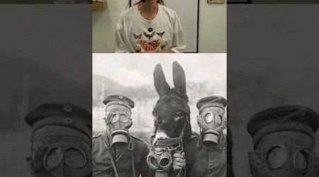 War Donkeys 