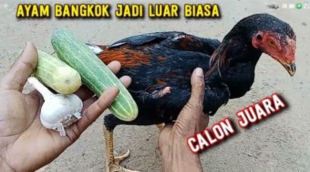 BURUAN BERI RAMUAN INI PADA AYAM BANGKOK, KARENA MANFAATNYA SANGAT LUAR BIASA