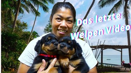 Thailand Rottweiler Welpen. 2 Monate alt. Wir haben es geschafft. Die Zweite Impfung steht an.