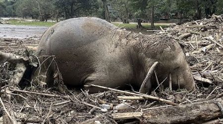 Two elephants die in flooding at sanctuary in northern Thailand