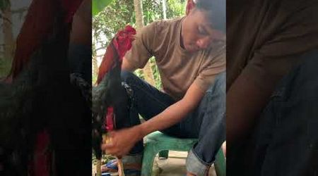 Rawatan ayam bangkok #ayambangkokindonesia #ayam #fypシ゚viral #chicken