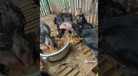 calon indukan di kandang #ayam #bangkok