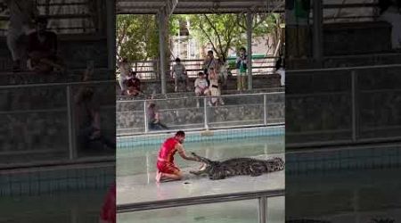 Pattaya Croc Show