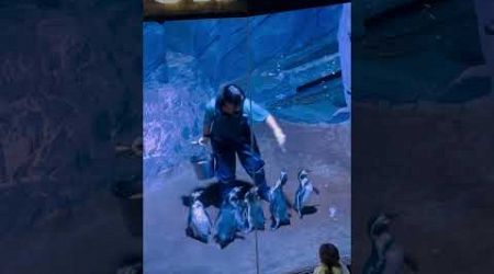 #cuteanimals #penguins #foryou #aquarium #thailand #phuket #waterworld #penguins #blue #foryou