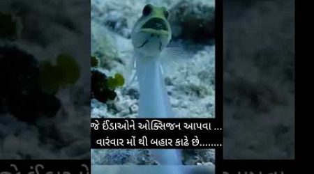 જૉ માછલી ,#education, #facts,#gujarati