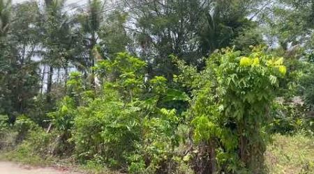 Beautiful plot over 3 Ngan with nature and neighbor near Thaimuang Beach, Phangnga