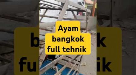 Jemput ayam Bangkok full tehnik #ayambangkokimport #ayam #pakanayambangkok #anakayambangkok #burung