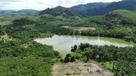 Nearly 25 Rai Rubber Plantation with Pond Views For Sale in Bang Muang, Phangnga