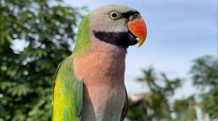 Green parrot lifestyle stream 10/10/2024 #parrot #parrotsounds #parrottalking #birds #cute