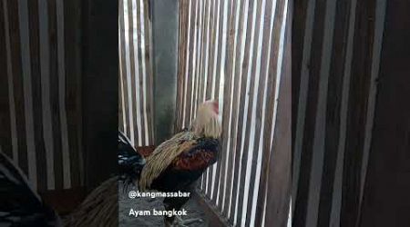 AYAM BANGKOK @kangmassabar4637