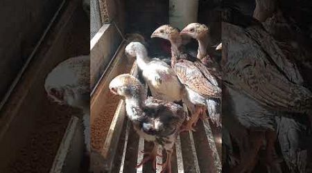 Anak ayam Bangkok usia 32 hari