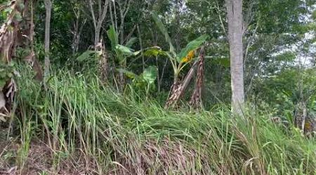 25 rai of beautiful hillside land adjacent to the road for sale in Takua Thung, Phangnga