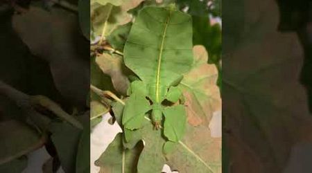 Pulchriphyllium bioculatum Phang Nga 