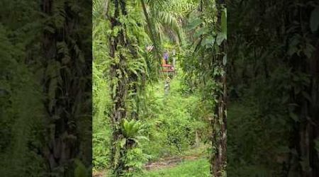 Zipline fun #zipline #phuket #adventure #forest #Thailand #familytrip