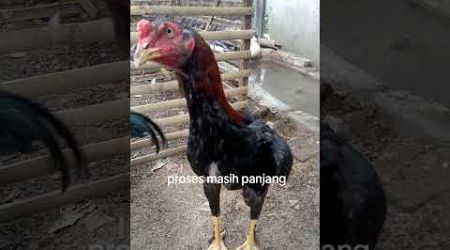 Bangkok anakan dari si Rambo #ayam #reels