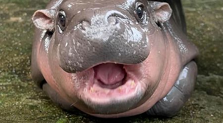 Stop harassing celebrity baby pygmy hippo, Thai zoo visitors warned