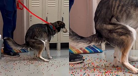 Taste the rainbow: Dog poops water beads after mistaking them for treats