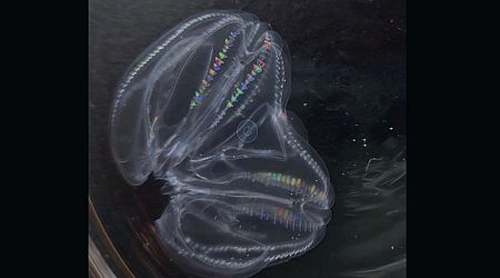 These Weird Sea Creatures Can Fuse to Become a Single Animal When Injured